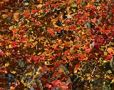 Autumn leaves